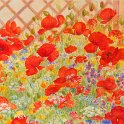 les-coquelicots-du-jardin