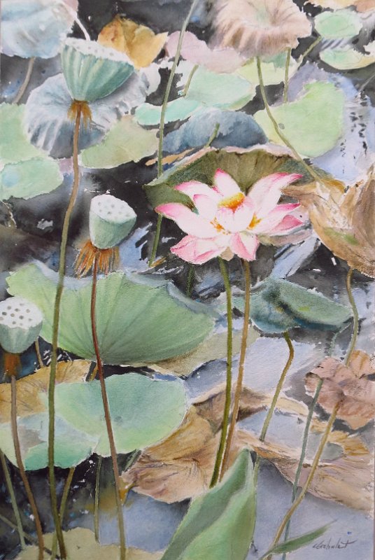 dernier-lotus-en-fleur