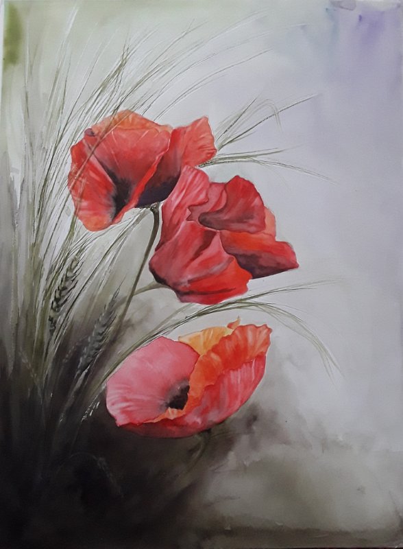 coquelicots