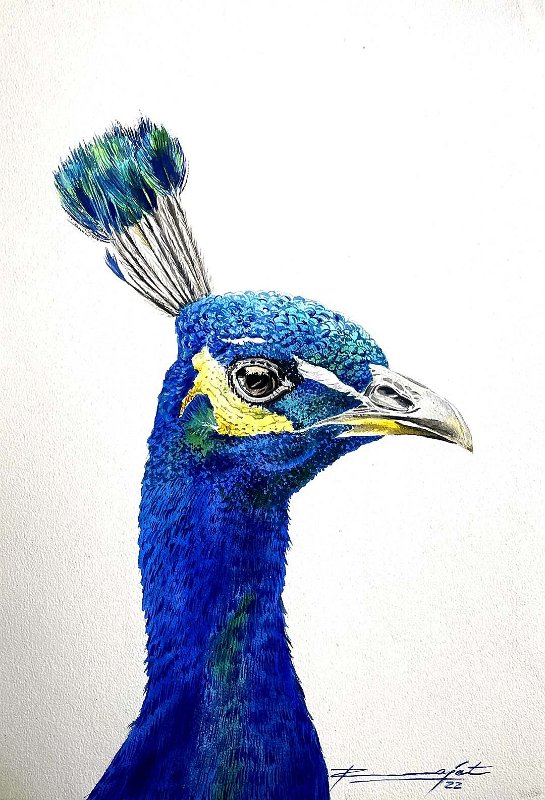 peacock