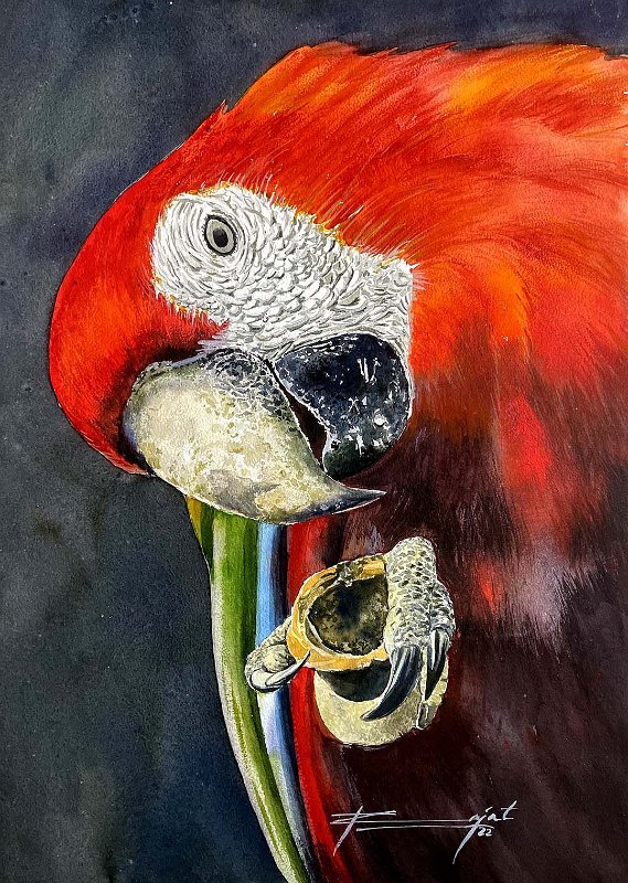 red-macaw