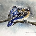 eastern-bluebirds-in-winter