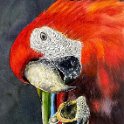 red-macaw