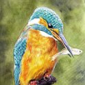 the-kingfisher