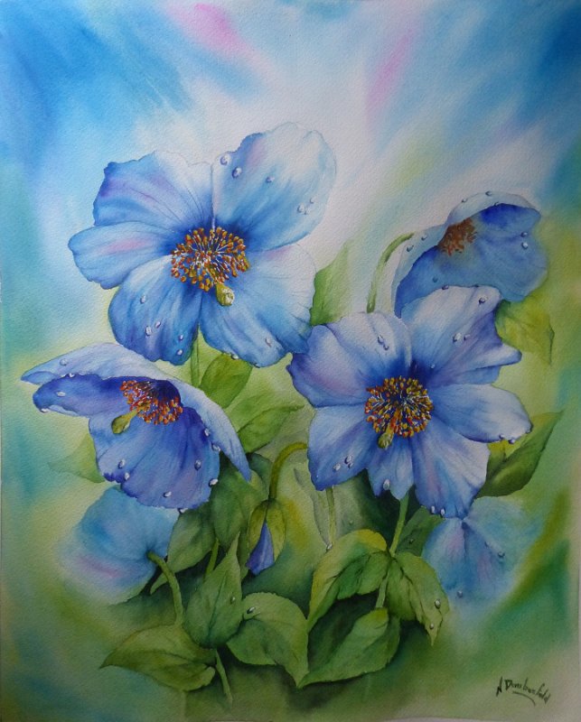 meconopsis