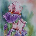 iris rose