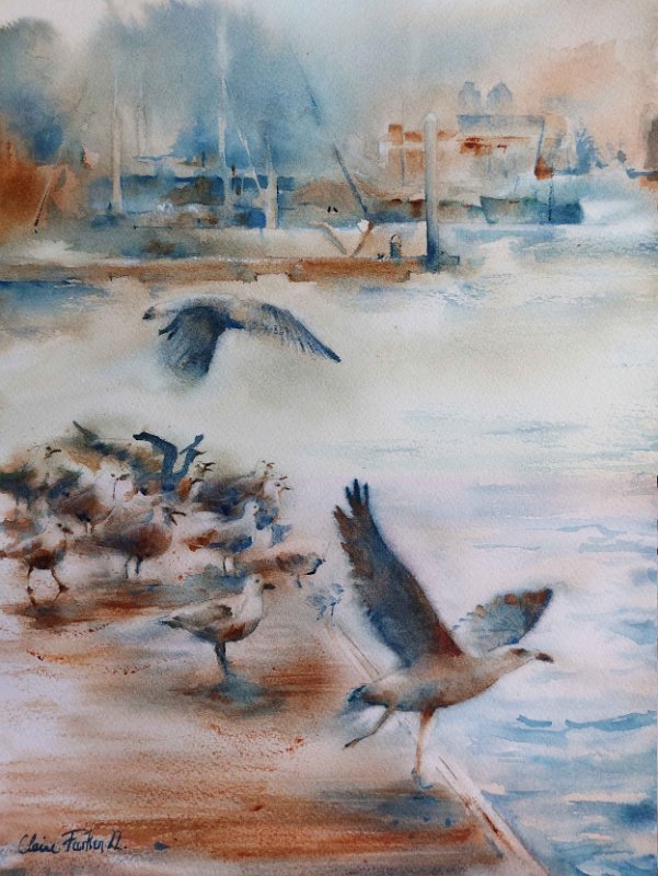 Le concert des oiseaux marins