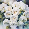 Cascade de roses blanches